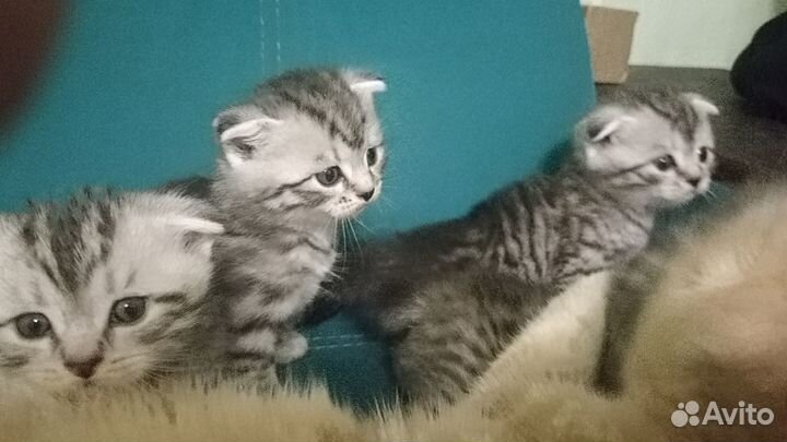 Шотландская вислоухая