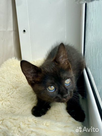 Котенок в дар. Тигровая девочка. Метис британский