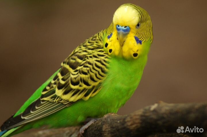 Волнистые попугаи