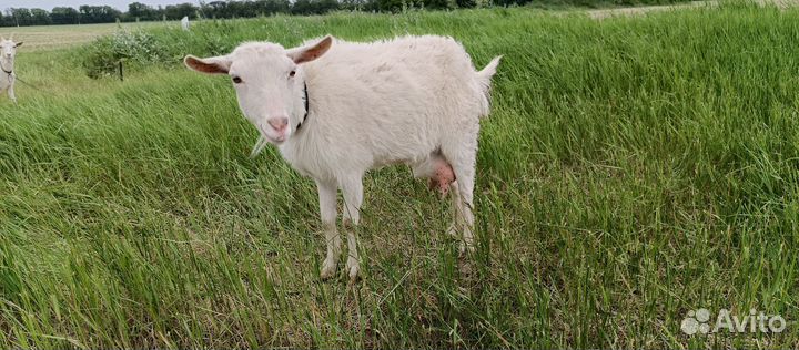 Зааненская дойная коза