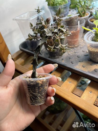 Церопегия Боссери