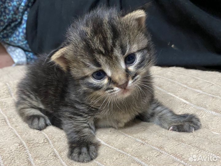 Котенок