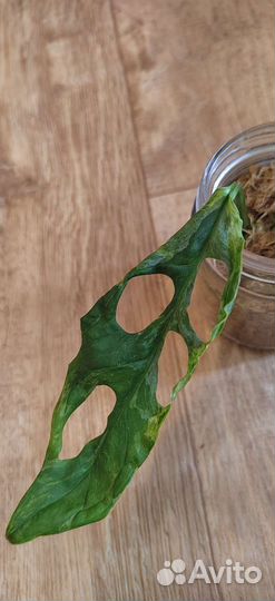 Монстера Adansonii varegatea Индо