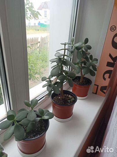 Денежное дерево