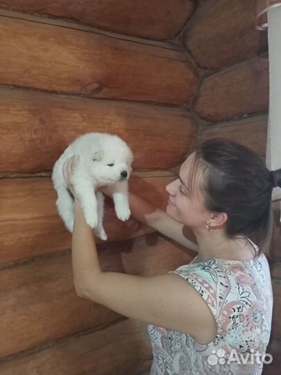 Щенки Самоеда