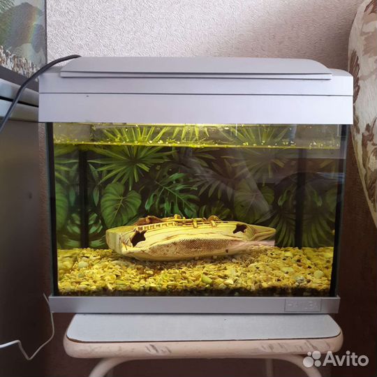 Аквариум