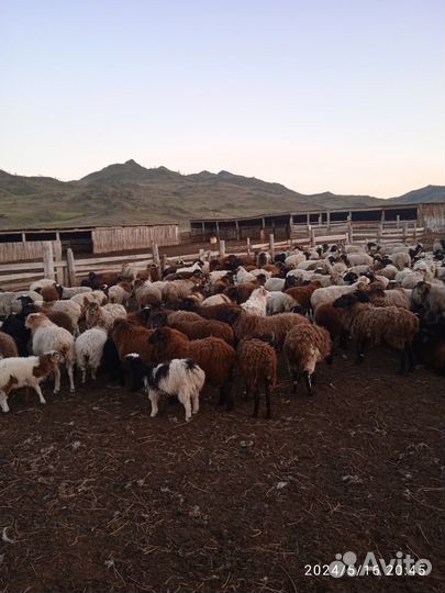 Отара овец