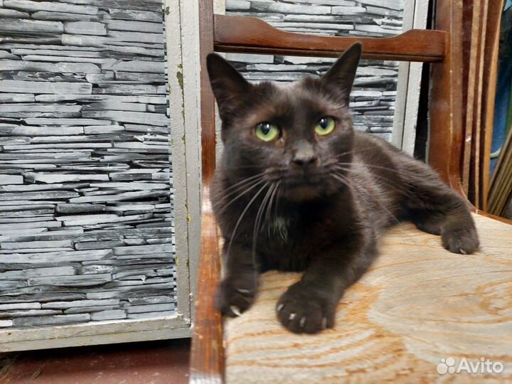 Кошечка молодая