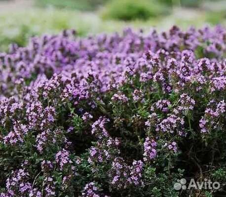 Душица сушеная