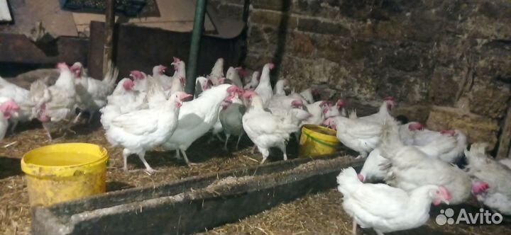 Куры несушки красные очень хорошие
