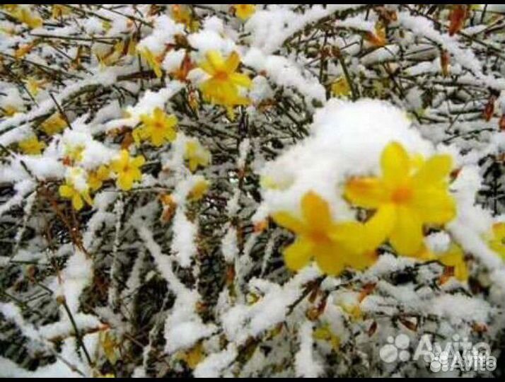 Садовый зимний жасмин