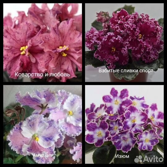 Листья фиалок