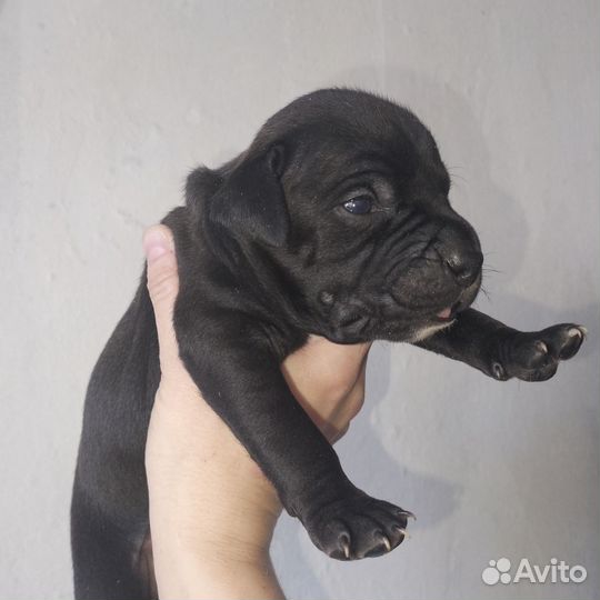 Щенки питбультерьера