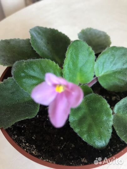 Комнатные цветы фиалки