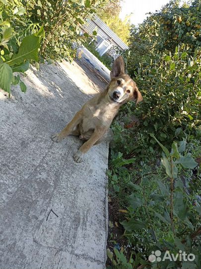 Собаки бесплатно