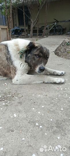 Собака Алабай сука