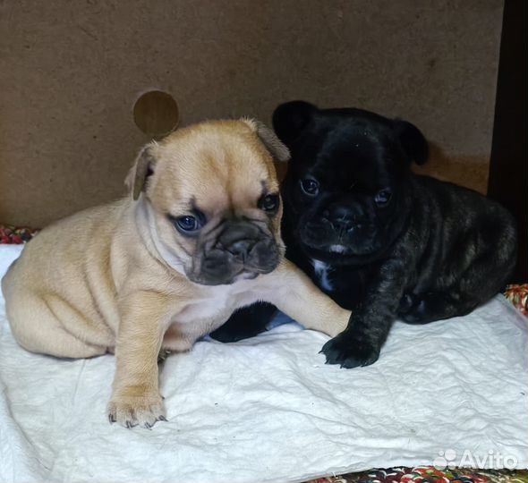 Французский бульдог