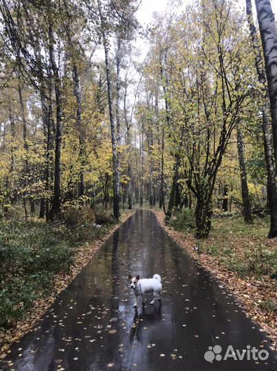 Передержка питомцев