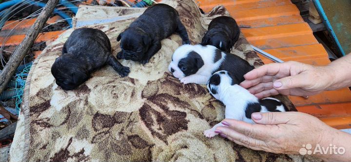 Собачки маленькие