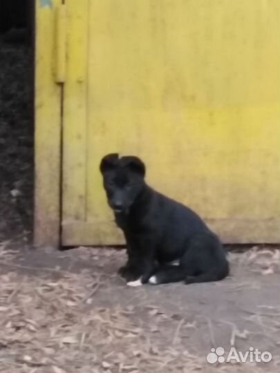 Девчушка в добрые ручки