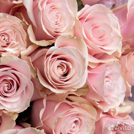 Букет из 25 розовых роз «Пинк Мондиаль», 60 см