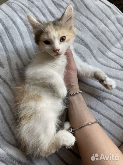 Котята в добрые руки даром