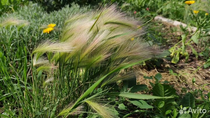 Ячмень гривастый - многолетник декоративный