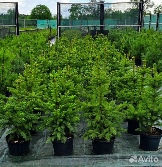 Саженцы ели обыкновенной