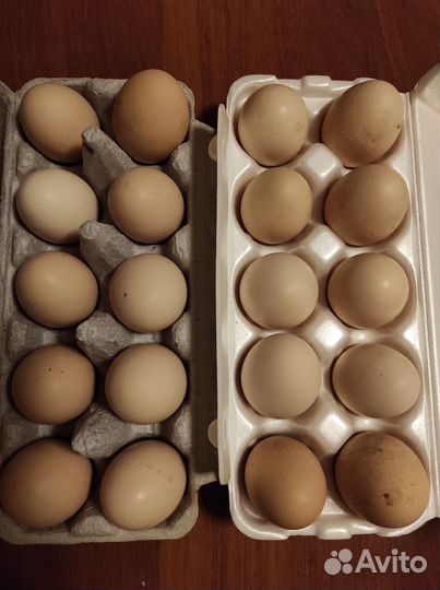 Маран, Билефельдер, Легбар, Загорская лососевая