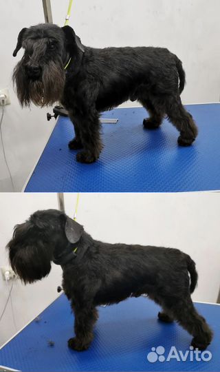 Груминг собак