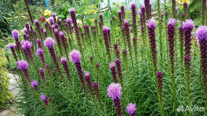 Садовые растения, цветы для дачи