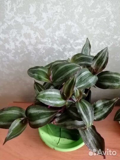 Традесканция зебрина