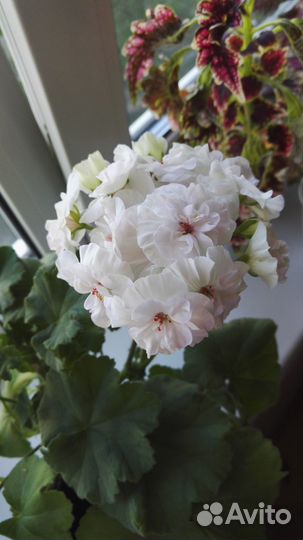 Пеларгонии