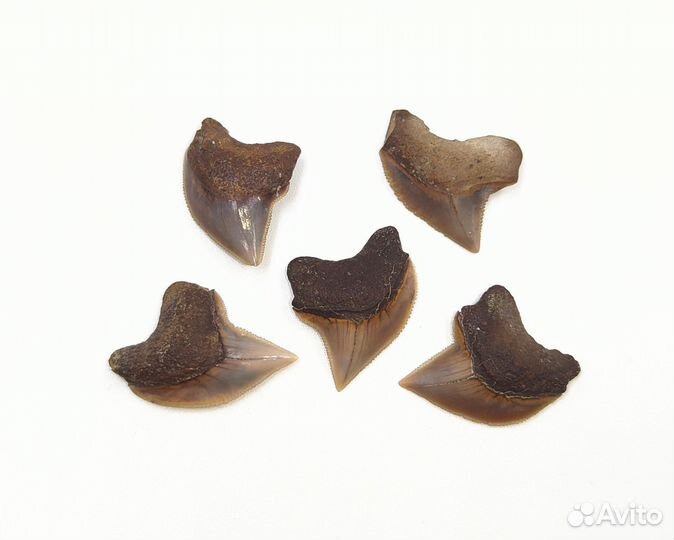 Набор, зубы акулы Squalicorax / Окаменелости