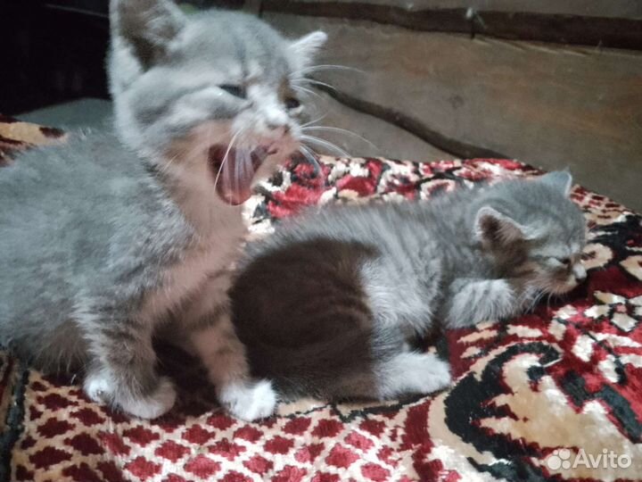 Котенок в дар бесплатно