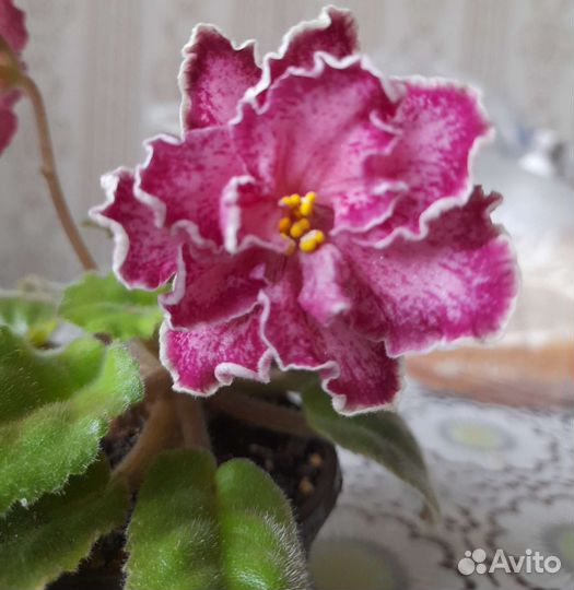 Сортовые фиалки