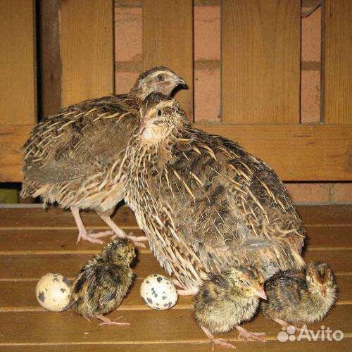 Перепела разного возраста