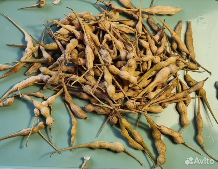 Семена.Редька дайкон