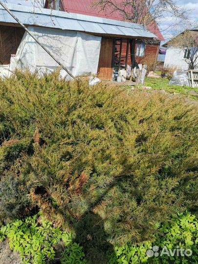 Можжевельник Казацский