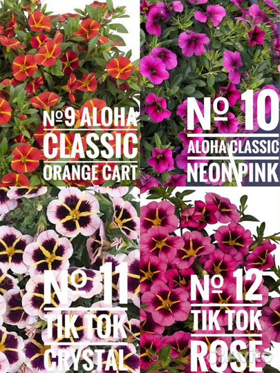 Рассада калибрахоа