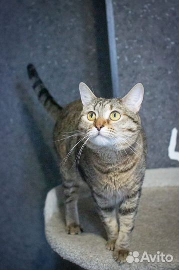 Красавица Люсенька из приюта ищет дом