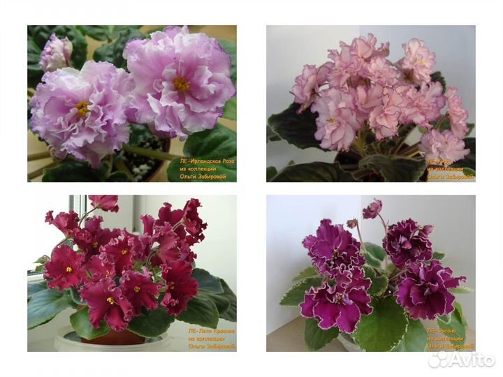 Фиалки. Продаются детки сортовых фиалок. Сентябрь