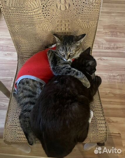 Кошечка в добрые руки