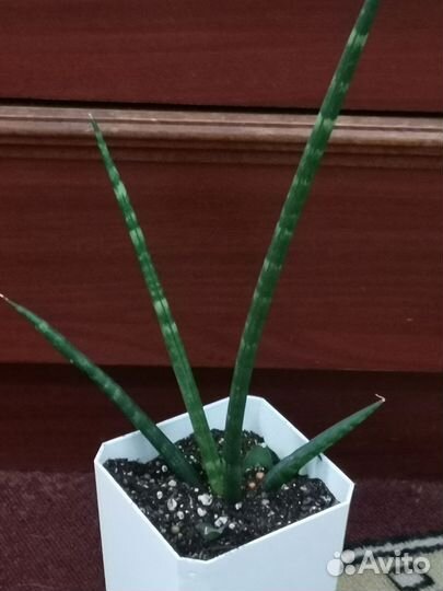Сансевиерия цилиндрическая +бесплатная доставка