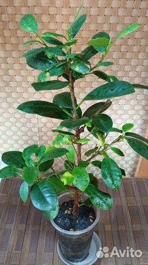 Комнатные цветы