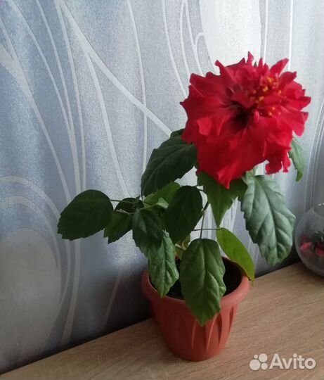 Гибискус китайская роза