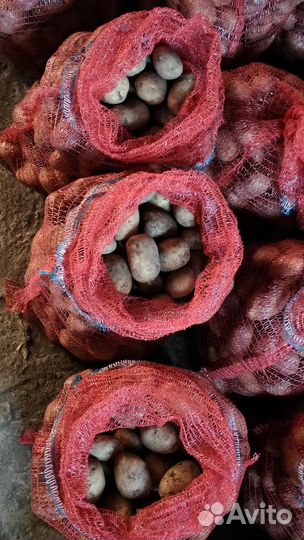 Продам картофель