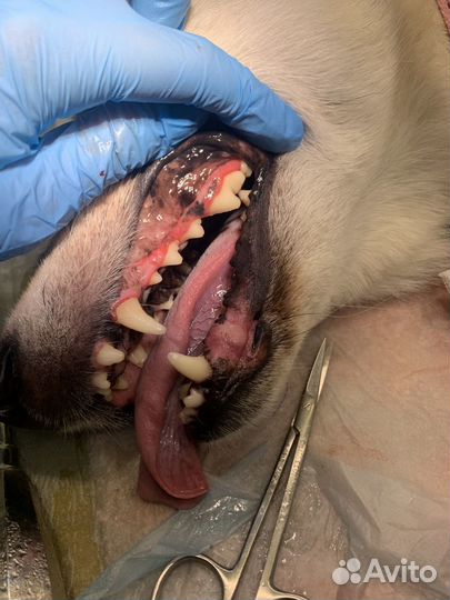 Ветеринарный врач на дом