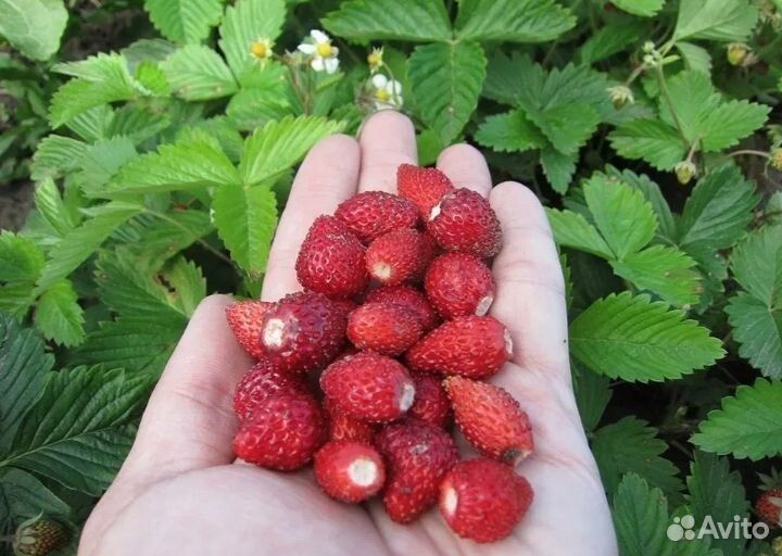 Земляника ремонтантная али-баба