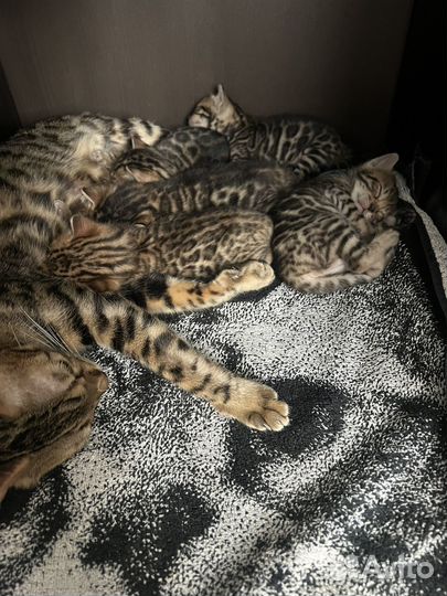 Бенгальские котята
